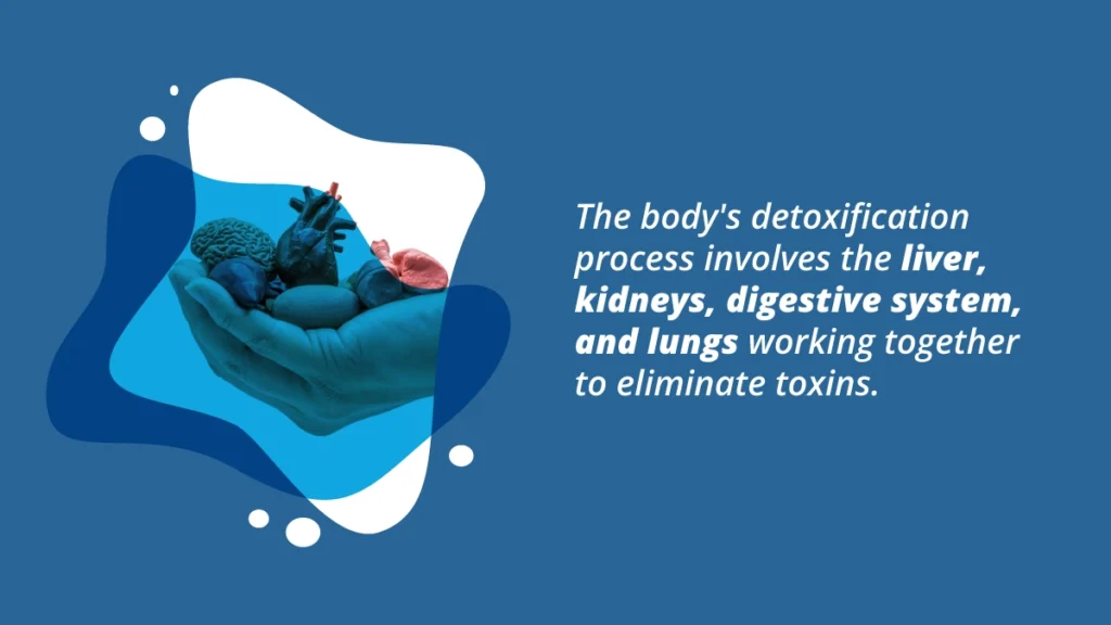 The detoxification process involves the liver, kidneys, digestive system, and lungs working together to eliminate drugs and alcohol
