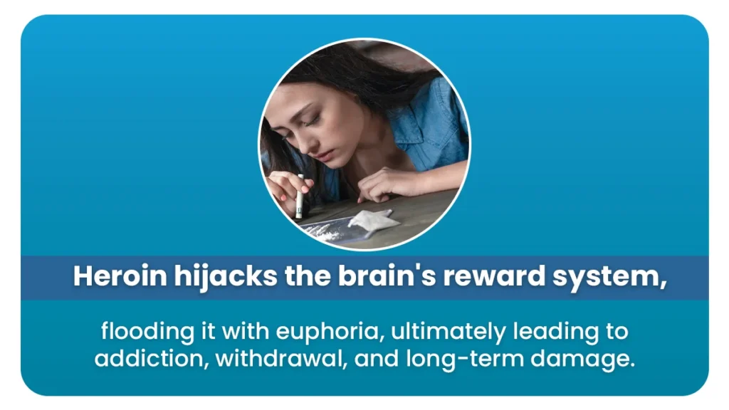 Heroin hijacks the brain's reward system, flooding it with euphoria, ultimately leading to addiction, withdrawal, and long-term damage.

